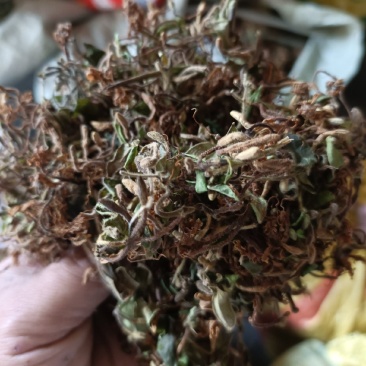 四川广元大山野生金银花，毛银花