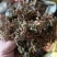 四川广元大山野生金银花，毛银花