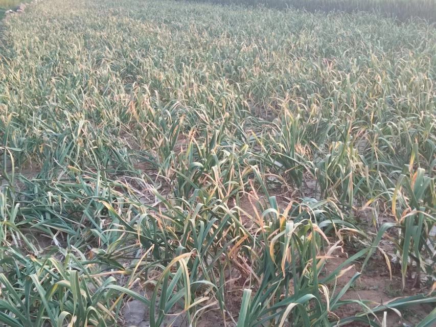 云南红蒜田地航拍图