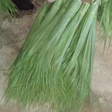 新鲜苇叶