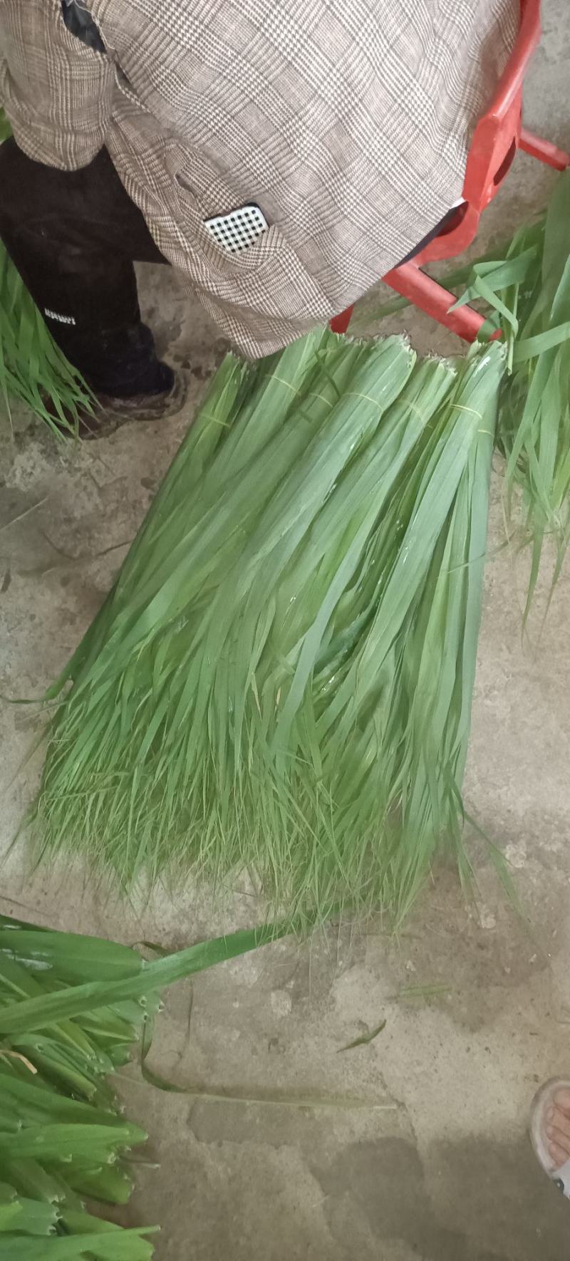 新鲜苇叶