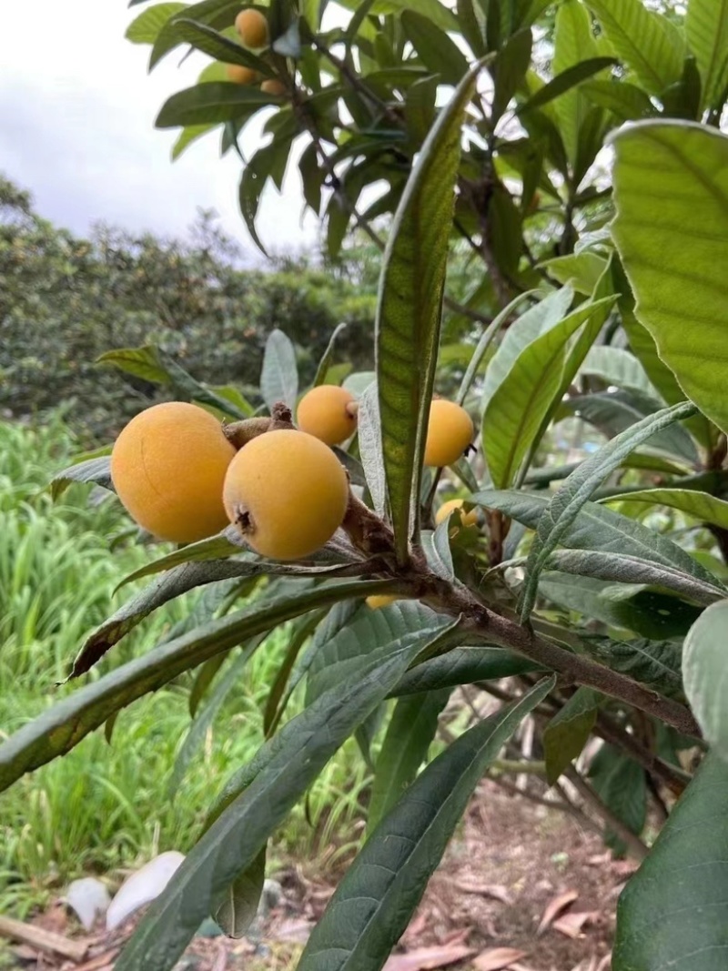 东山白玉枇杷