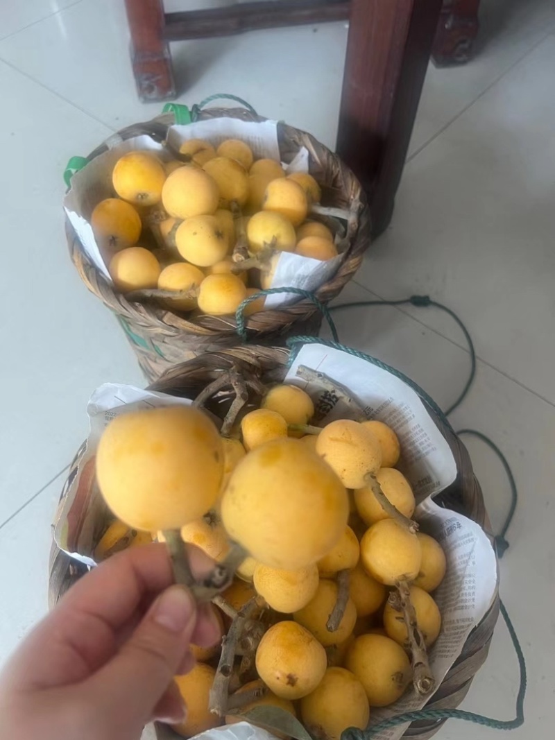 东山白玉枇杷