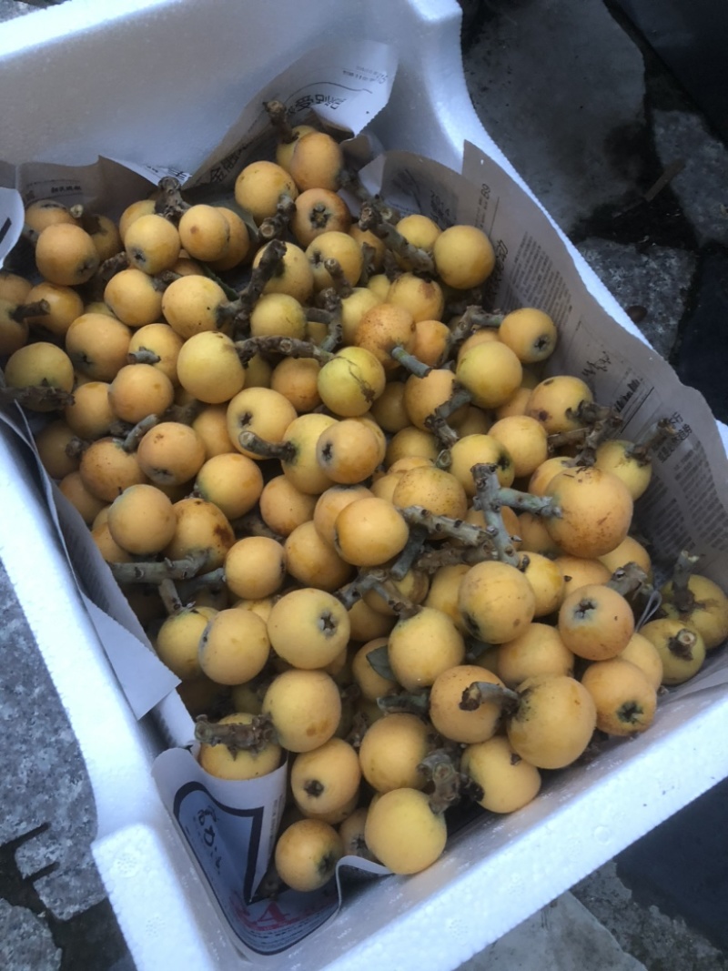 东山白玉枇杷