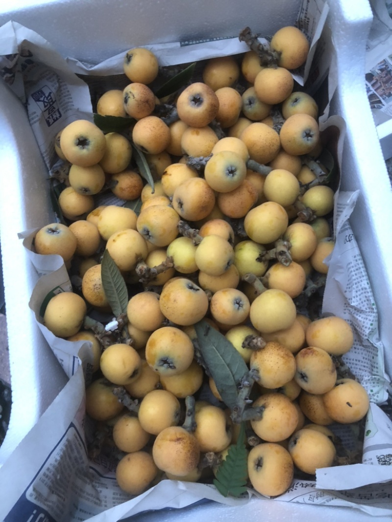 东山白玉枇杷