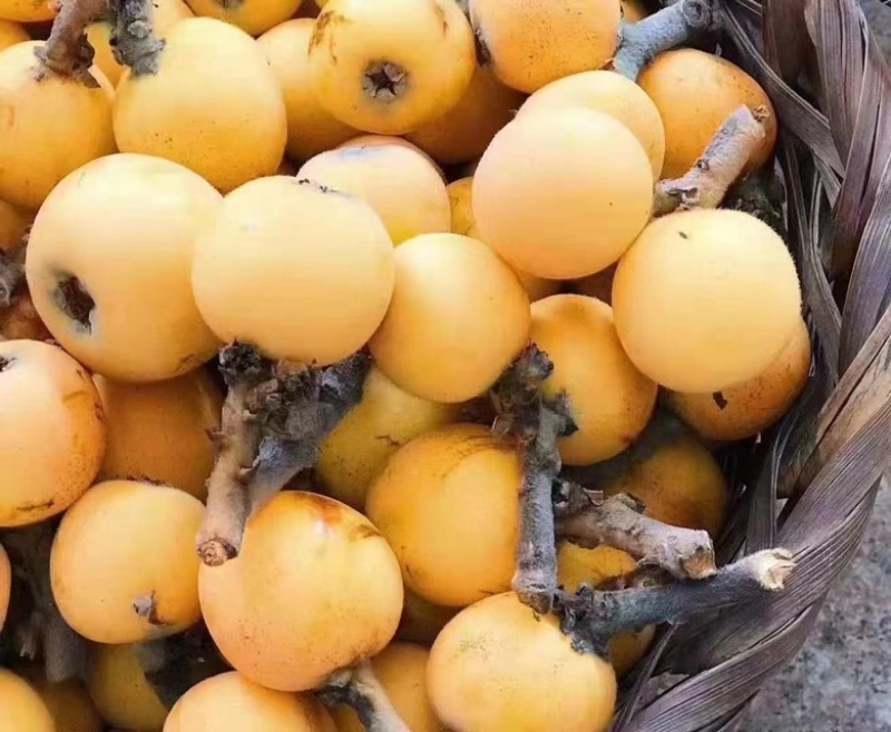东山白玉枇杷