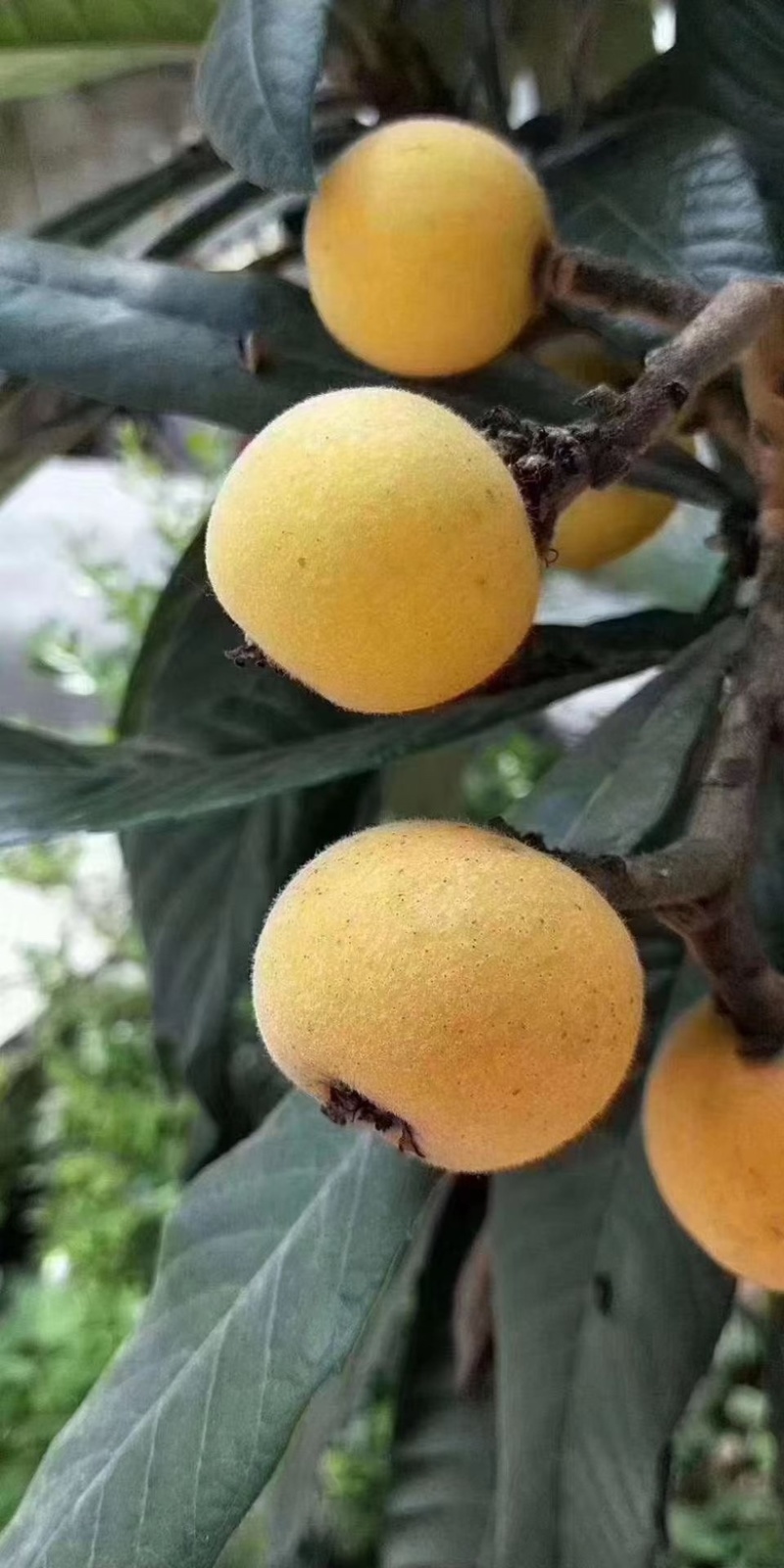 东山白玉枇杷
