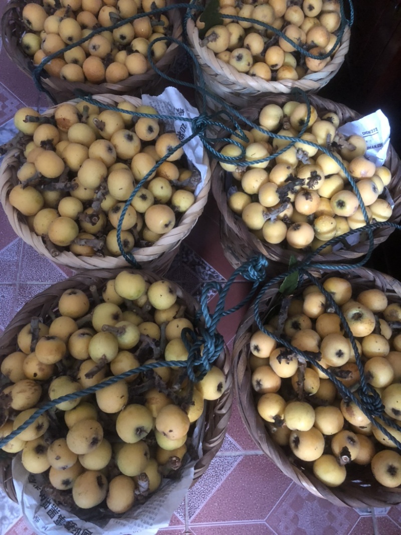 东山白玉枇杷