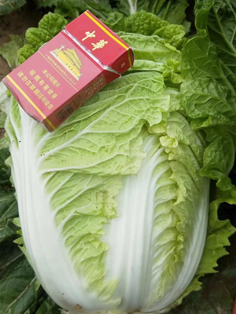 玲珑黄白菜大量供应一手货源产地直发，市场电商价格优惠
