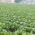 玲珑黄白菜大量供应一手货源产地直发，市场电商价格优惠