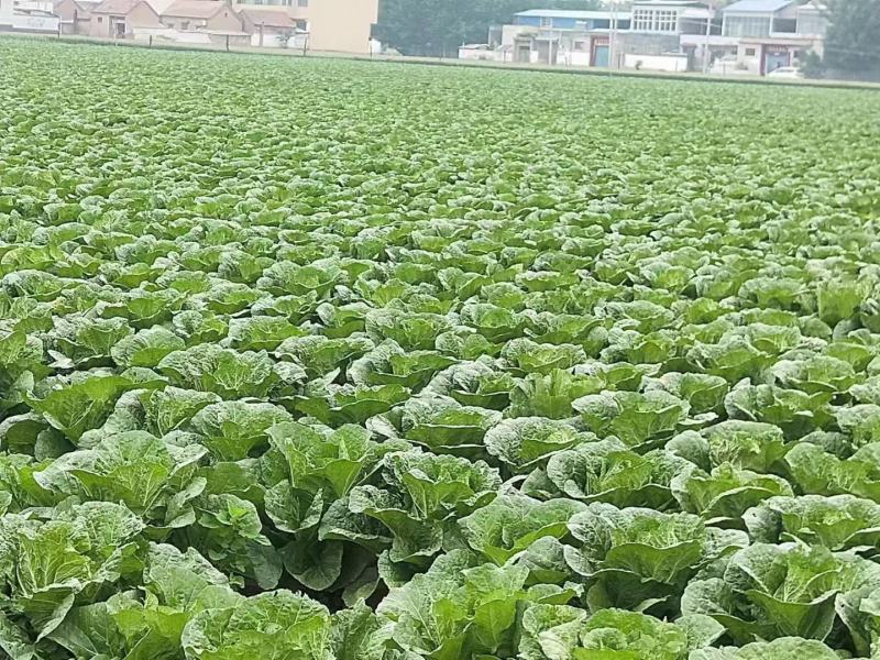 玲珑黄白菜大量供应一手货源产地直发，市场电商价格优惠