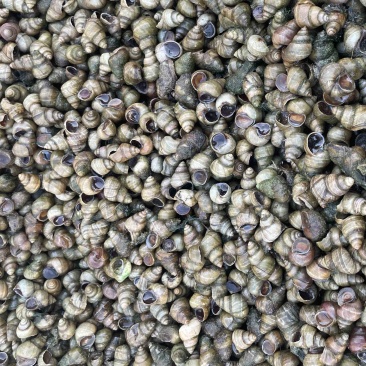 江苏清水螺蛳批发价格美丽