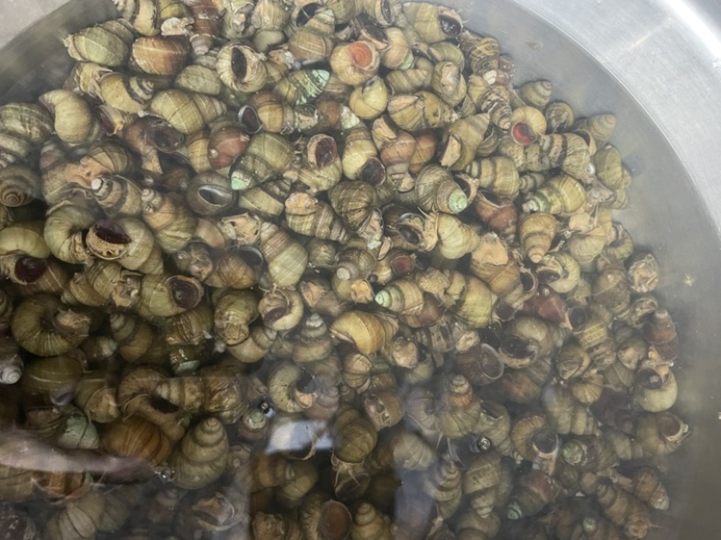 江苏清水螺蛳批发物美价廉