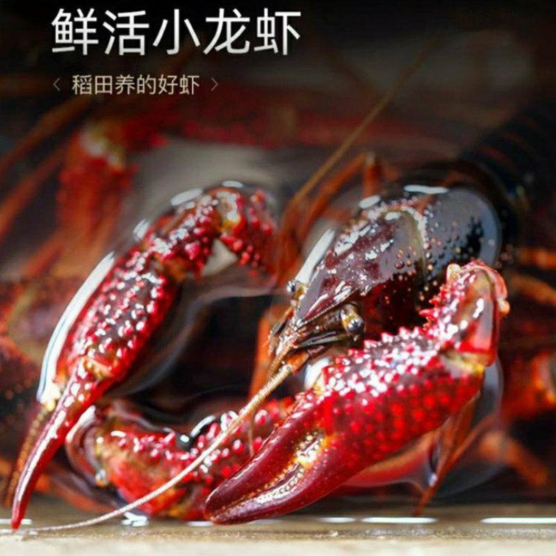 湖北潜江清水小龙虾小中大青虾硬规格分拣供应酒店超市