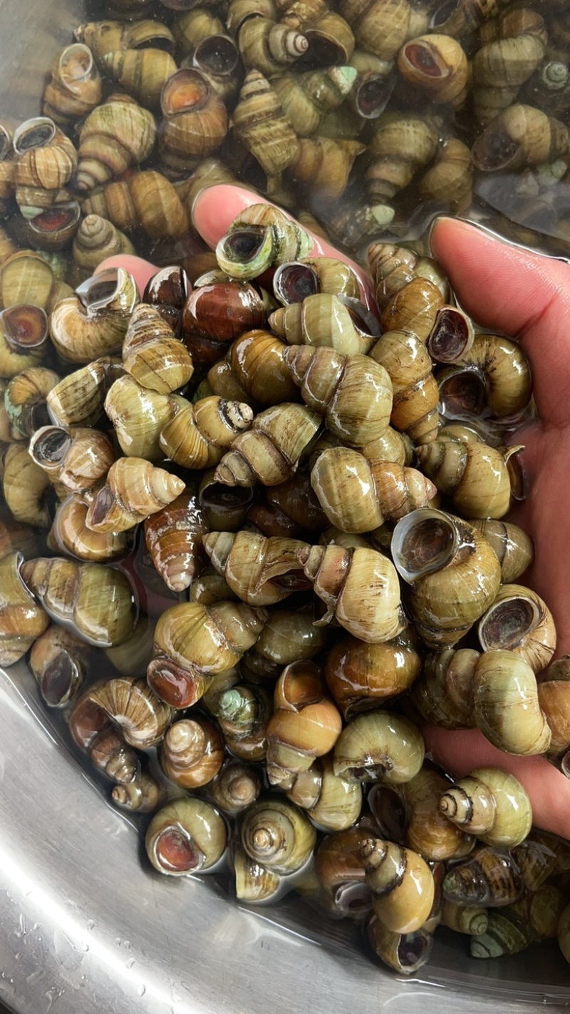 江苏清水螺蛳批发价格美丽