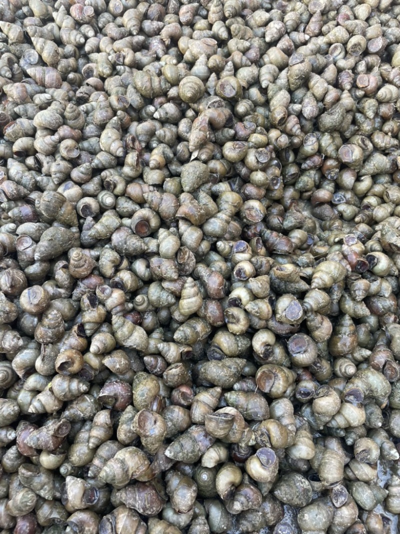江苏清水螺蛳批发价格美丽