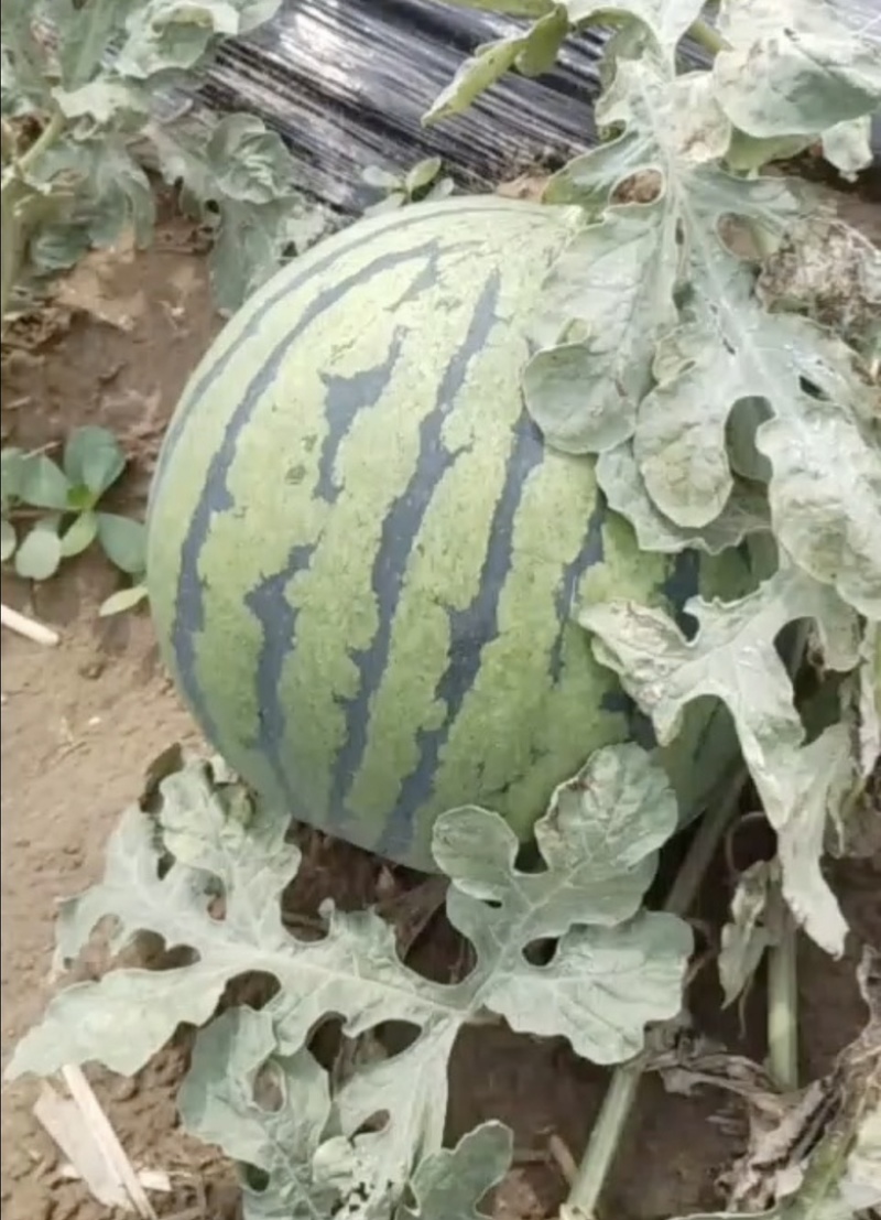 饶阳西瓜，货品优质货量大，欢迎各地老板前来采购