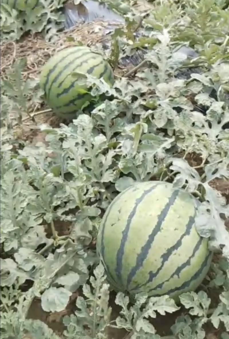 饶阳西瓜，货品优质货量大，欢迎各地老板前来采购