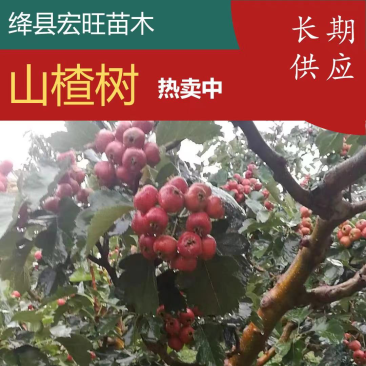 山西山楂树大金星山楂树10-20公分山楂树规格齐全产地直发
