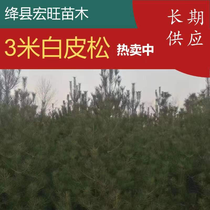 山西3米白皮松各种规格均可提供，一手货源，精选产品