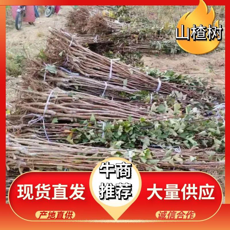 大金星山楂苗，个头大，口感好期待与您的合作