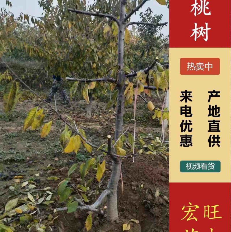 山西省運城樱桃树苗甜心樱桃苗基地，品种齐全