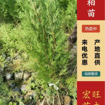 侧柏1年苗侧柏苗，大田20公分定价格，欢迎选购，基地批发