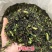 柠檬红茶英红九号柠檬红茶批发零售英德红茶