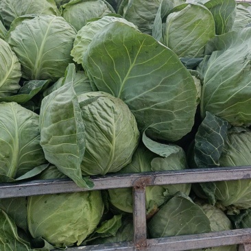 甘肃临洮产地现砍精品甘蓝/现货先发/量大价优/欢迎咨询