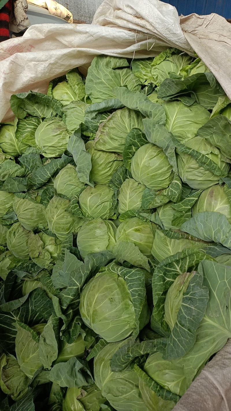 甘肃临洮产地现砍精品甘蓝/现货先发/量大价优/欢迎咨询