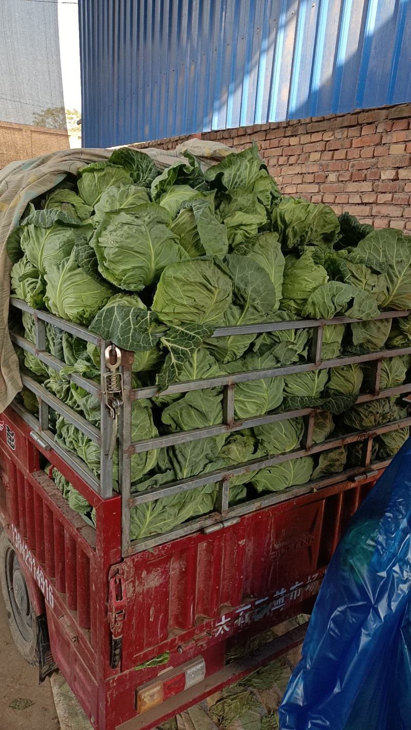 甘肃临洮产地现砍精品甘蓝/现货先发/量大价优/欢迎咨询