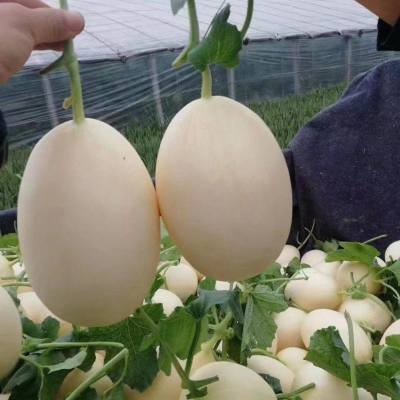 红金蜜