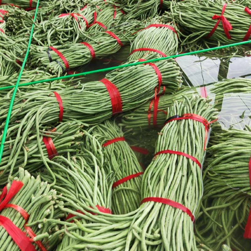 山东精品春季大棚架豆王豆角油豆角产地货，可视频看货实地考