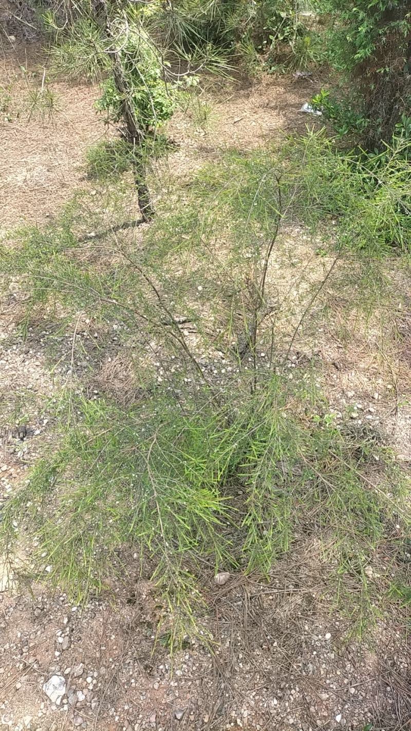 岗松，石松，大量供货