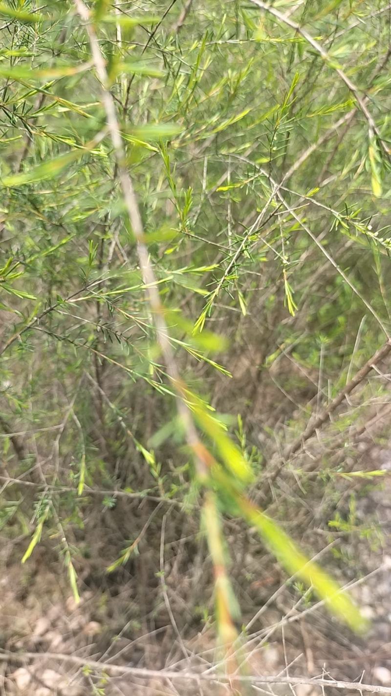 岗松，石松，大量供货