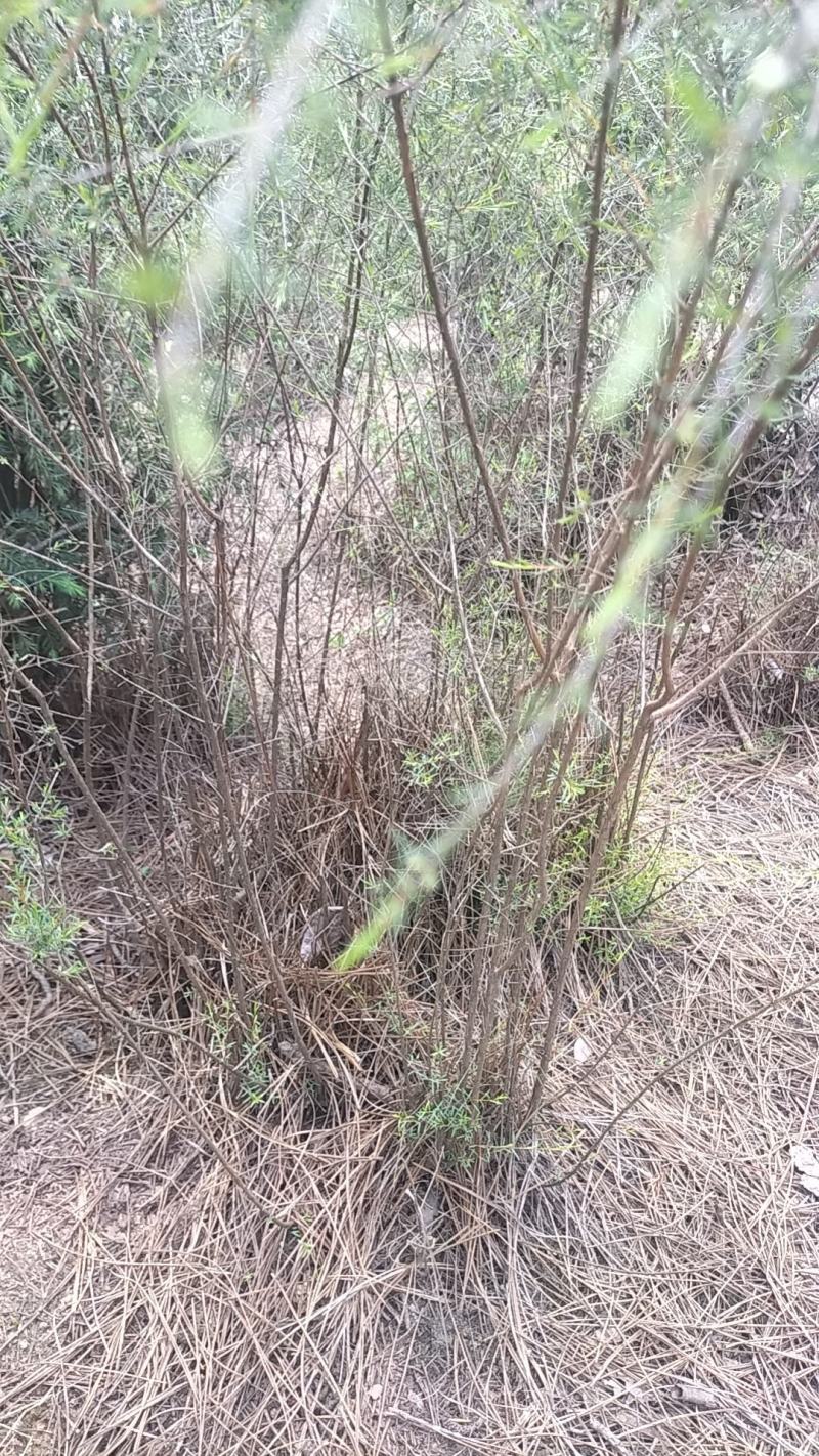 岗松，石松，大量供货