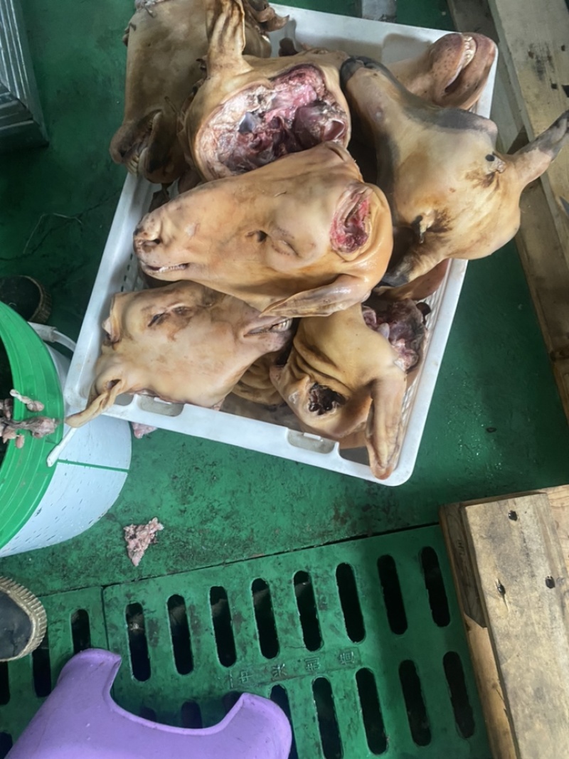 去毛羊头