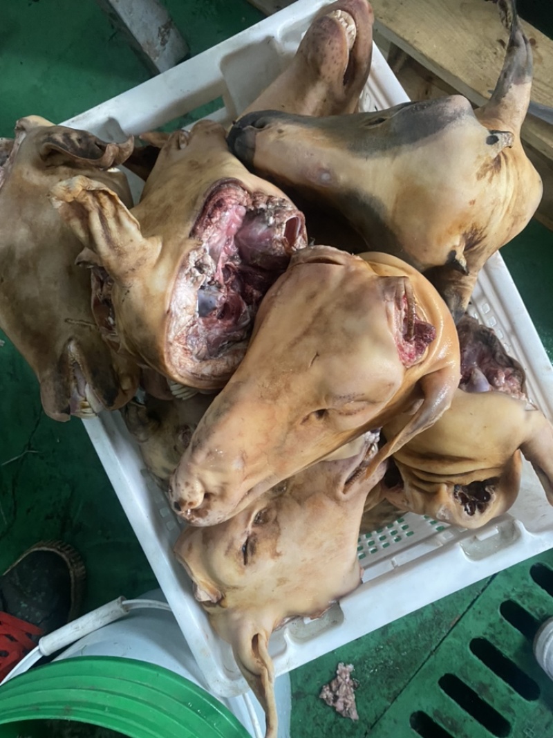 去毛羊头