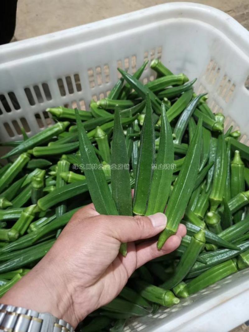 水果六号秋葵种子一代杂交粒粒优选蔬菜基地专用秋葵种子耐老