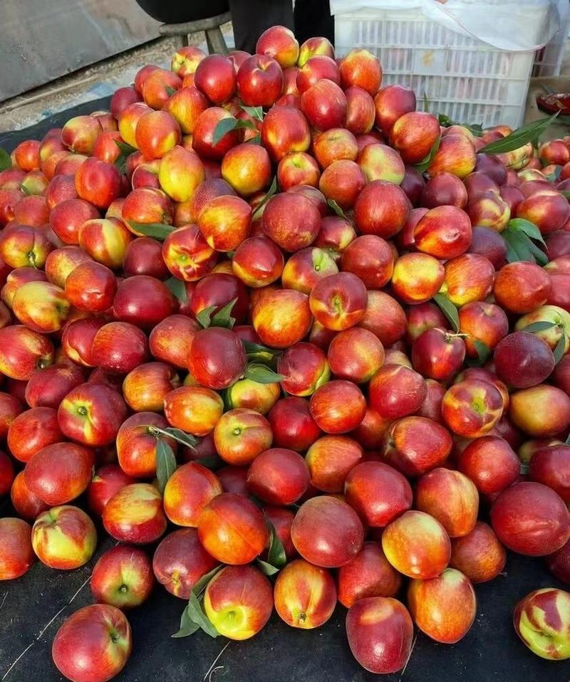 湖北桃曙光油桃品种多，黄心油桃，毛桃，随行就市