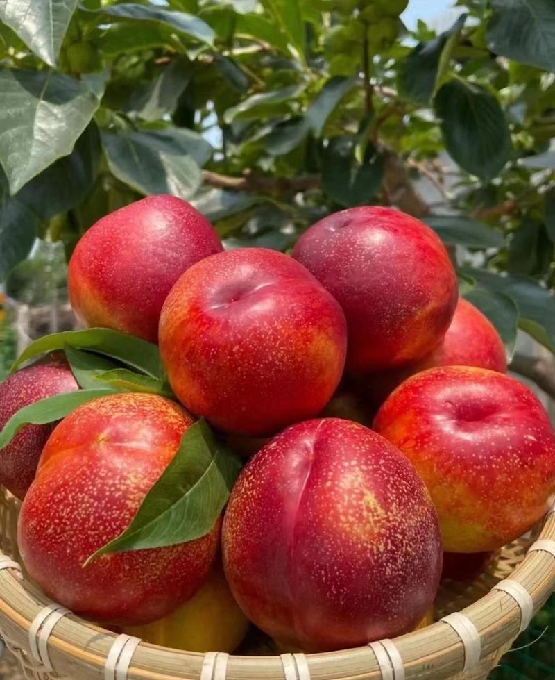 湖北桃曙光油桃品种多，黄心油桃，毛桃，随行就市