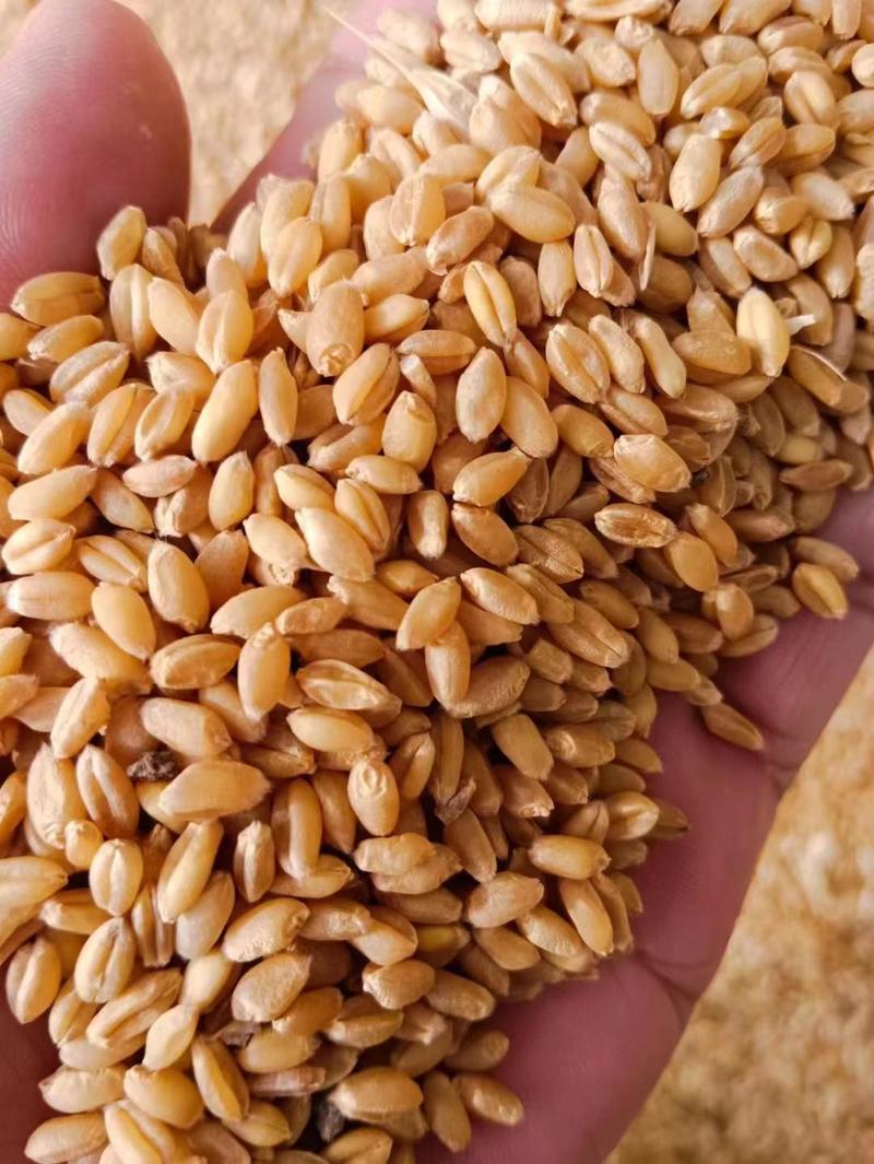 安徽小麦5000吨
