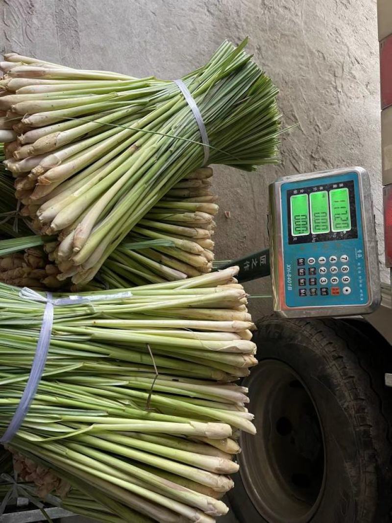 精品香茅柠檬香茅草可做香茅奶茶汤料等品质保证规格齐全