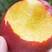 黄心油桃，桃，口感脆甜，个头均匀，全国发货可视频看货