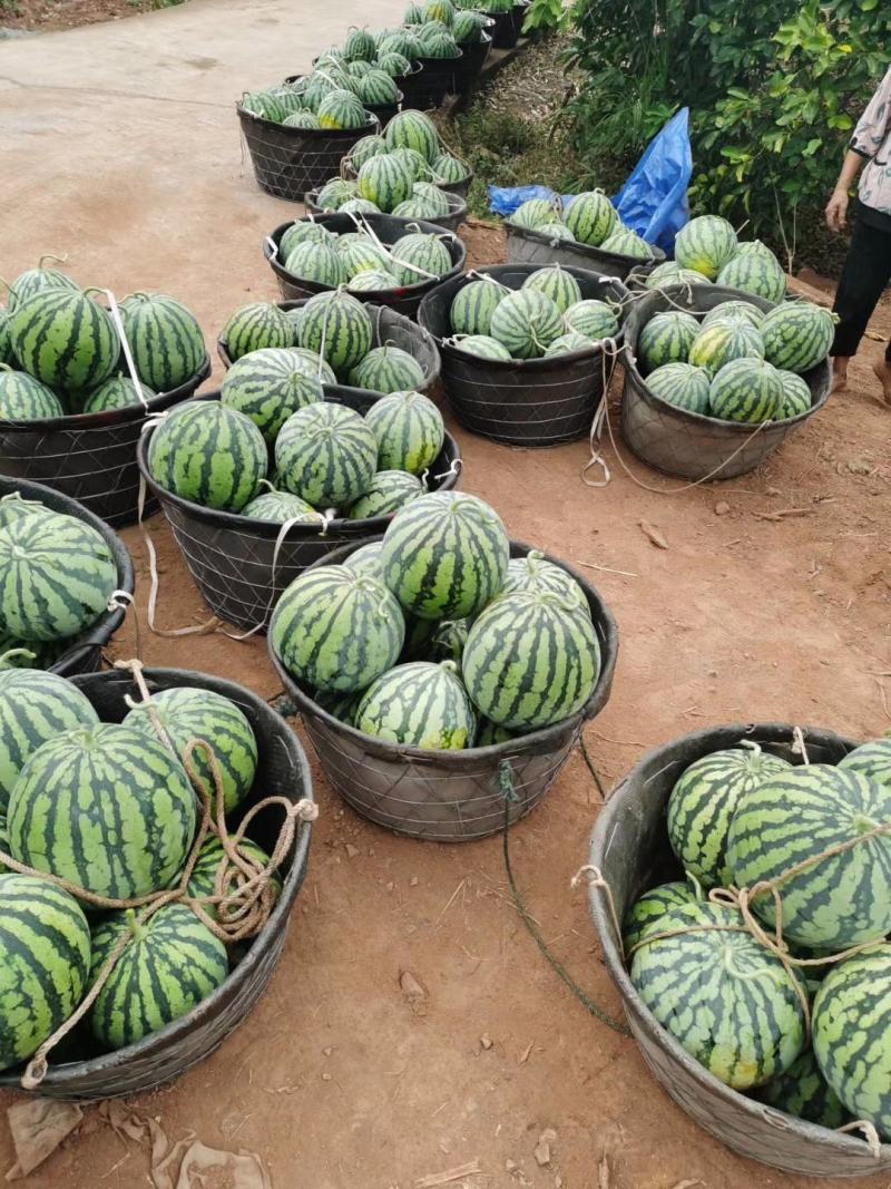 美都西瓜