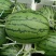 L600礼品西瓜，质量优，价格美丽，我愿真诚为广大客商