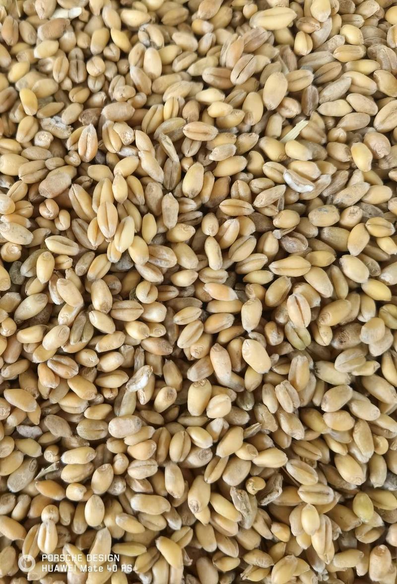 2023年四川新小麦出售酒厂专用软质白麦红麦