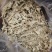 水苔藓干苔藓蝴蝶兰专用土水苔兰花土铁皮石斛盆栽植料透气捕
