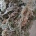 水苔藓干苔藓蝴蝶兰专用土水苔兰花土铁皮石斛盆栽植料透气捕