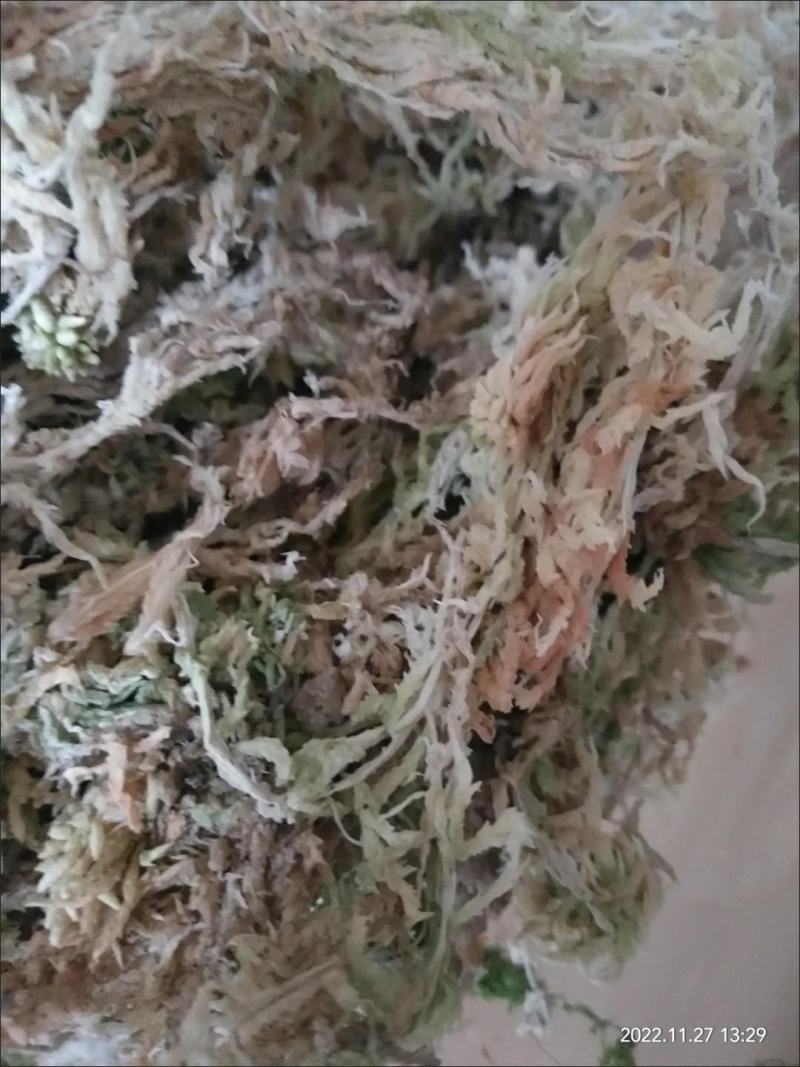 水苔藓干苔藓蝴蝶兰专用土水苔兰花土铁皮石斛盆栽植料透气捕